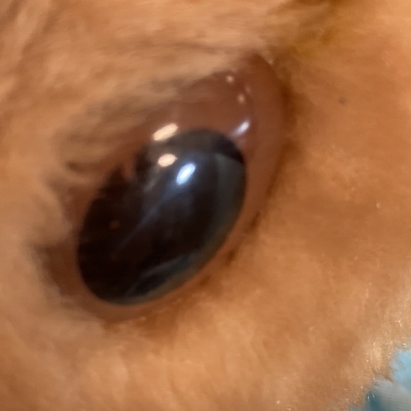 Vintage Eden Beatrix Potter Plush Mrs. Rabbit - Picture 9 of 10